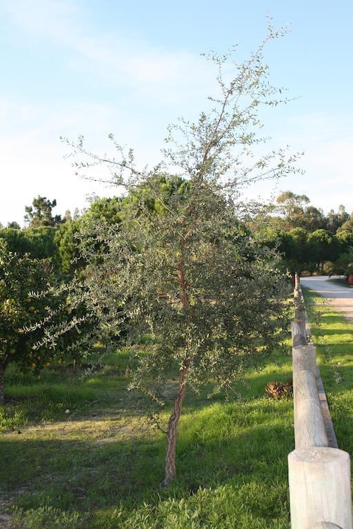 Monte Macario Alojamento Local 코루시 외부 사진